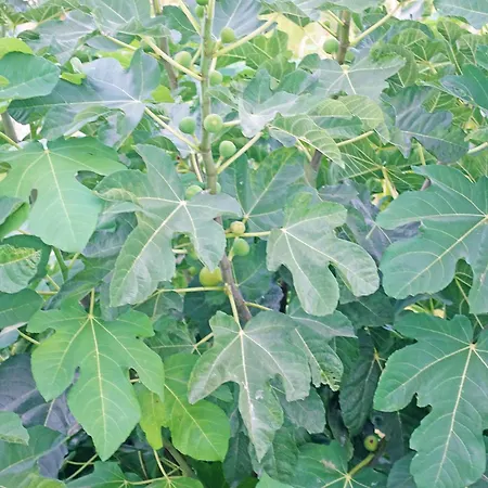 Palmas 15b, Oasis De Capistrano بيت للعطل